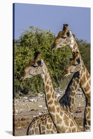 Etosha National Park, Namibia, Africa. Three Angolan Giraffe.-Karen Ann Sullivan-Stretched Canvas