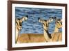 Etosha National Park, Namibia, Africa. Three Black-faced Impala near a waterhole.-Karen Ann Sullivan-Framed Photographic Print