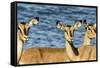 Etosha National Park, Namibia, Africa. Three Black-faced Impala near a waterhole.-Karen Ann Sullivan-Framed Stretched Canvas