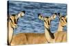 Etosha National Park, Namibia, Africa. Three Black-faced Impala near a waterhole.-Karen Ann Sullivan-Stretched Canvas