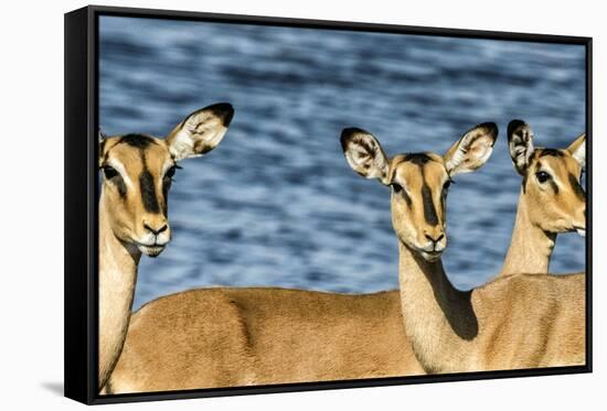 Etosha National Park, Namibia, Africa. Three Black-faced Impala near a waterhole.-Karen Ann Sullivan-Framed Stretched Canvas