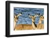 Etosha National Park, Namibia, Africa. Three Black-faced Impala near a waterhole.-Karen Ann Sullivan-Framed Photographic Print