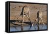 Etosha National Park, Namibia, Africa. Two Angolan Giraffe drinking.-Karen Ann Sullivan-Framed Stretched Canvas