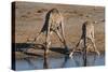 Etosha National Park, Namibia, Africa. Two Angolan Giraffe drinking.-Karen Ann Sullivan-Stretched Canvas