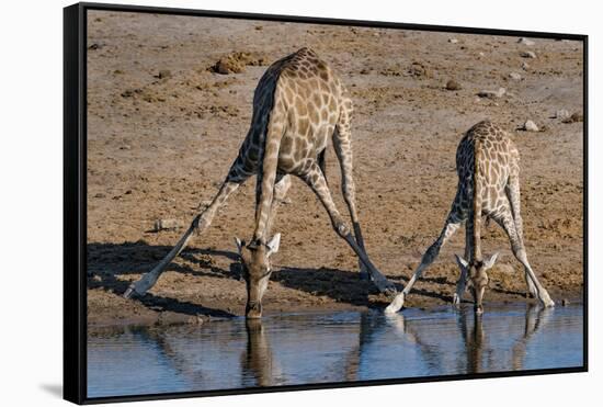 Etosha National Park, Namibia, Africa. Two Angolan Giraffe drinking.-Karen Ann Sullivan-Framed Stretched Canvas