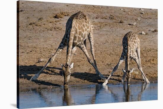 Etosha National Park, Namibia, Africa. Two Angolan Giraffe drinking.-Karen Ann Sullivan-Stretched Canvas