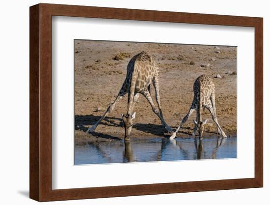 Etosha National Park, Namibia, Africa. Two Angolan Giraffe drinking.-Karen Ann Sullivan-Framed Photographic Print