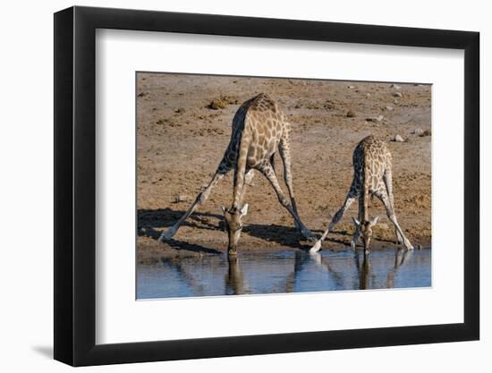 Etosha National Park, Namibia, Africa. Two Angolan Giraffe drinking.-Karen Ann Sullivan-Framed Photographic Print