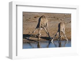 Etosha National Park, Namibia, Africa. Two Angolan Giraffe drinking.-Karen Ann Sullivan-Framed Photographic Print