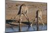 Etosha National Park, Namibia, Africa. Two Angolan Giraffe drinking.-Karen Ann Sullivan-Mounted Photographic Print
