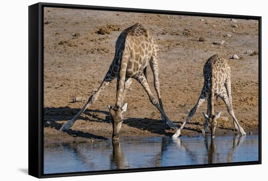 Etosha National Park, Namibia, Africa. Two Angolan Giraffe drinking.-Karen Ann Sullivan-Framed Stretched Canvas