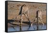 Etosha National Park, Namibia, Africa. Two Angolan Giraffe drinking.-Karen Ann Sullivan-Framed Stretched Canvas