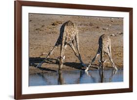 Etosha National Park, Namibia, Africa. Two Angolan Giraffe drinking.-Karen Ann Sullivan-Framed Photographic Print