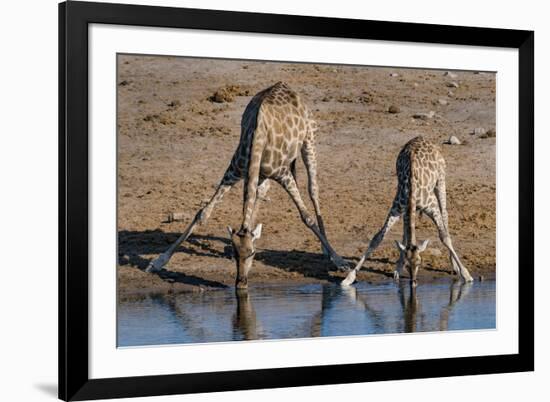 Etosha National Park, Namibia, Africa. Two Angolan Giraffe drinking.-Karen Ann Sullivan-Framed Photographic Print