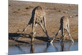 Etosha National Park, Namibia, Africa. Two Angolan Giraffe drinking.-Karen Ann Sullivan-Mounted Photographic Print