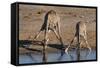 Etosha National Park, Namibia, Africa. Two Angolan Giraffe drinking.-Karen Ann Sullivan-Framed Stretched Canvas