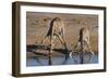 Etosha National Park, Namibia, Africa. Two Angolan Giraffe drinking.-Karen Ann Sullivan-Framed Photographic Print