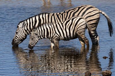 https://imgc.allpostersimages.com/img/posters/etosha-national-park-namibia-africa-two-burchell-s-zebra-drinking_u-L-Q1DEZ310.jpg?artPerspective=n