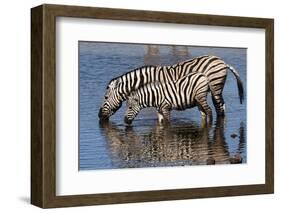 Etosha National Park, Namibia, Africa. Two Burchell's Zebra drinking.-Karen Ann Sullivan-Framed Photographic Print