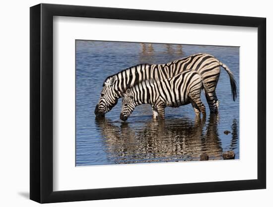 Etosha National Park, Namibia, Africa. Two Burchell's Zebra drinking.-Karen Ann Sullivan-Framed Photographic Print