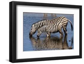 Etosha National Park, Namibia, Africa. Two Burchell's Zebra drinking.-Karen Ann Sullivan-Framed Photographic Print