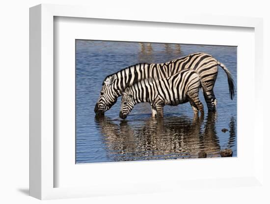 Etosha National Park, Namibia, Africa. Two Burchell's Zebra drinking.-Karen Ann Sullivan-Framed Photographic Print