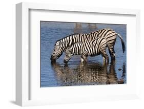 Etosha National Park, Namibia, Africa. Two Burchell's Zebra drinking.-Karen Ann Sullivan-Framed Photographic Print