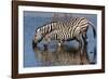 Etosha National Park, Namibia, Africa. Two Burchell's Zebra drinking.-Karen Ann Sullivan-Framed Photographic Print