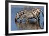 Etosha National Park, Namibia, Africa. Two Burchell's Zebra drinking.-Karen Ann Sullivan-Framed Photographic Print