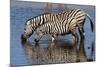 Etosha National Park, Namibia, Africa. Two Burchell's Zebra drinking.-Karen Ann Sullivan-Mounted Photographic Print
