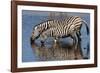 Etosha National Park, Namibia, Africa. Two Burchell's Zebra drinking.-Karen Ann Sullivan-Framed Photographic Print