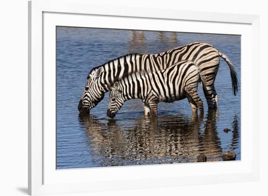 Etosha National Park, Namibia, Africa. Two Burchell's Zebra drinking.-Karen Ann Sullivan-Framed Photographic Print