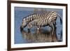 Etosha National Park, Namibia, Africa. Two Burchell's Zebra drinking.-Karen Ann Sullivan-Framed Photographic Print