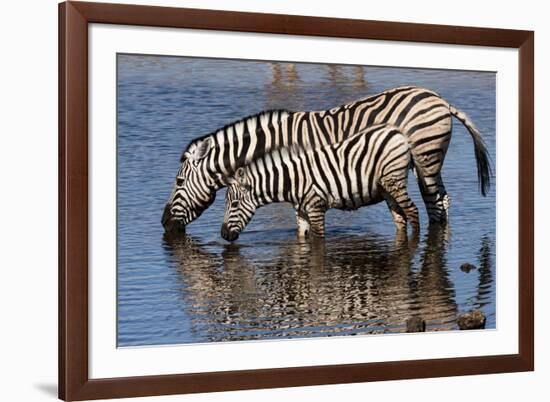 Etosha National Park, Namibia, Africa. Two Burchell's Zebra drinking.-Karen Ann Sullivan-Framed Photographic Print