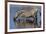 Etosha National Park, Namibia, Africa. Two Burchell's Zebra drinking.-Karen Ann Sullivan-Framed Photographic Print