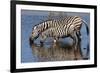 Etosha National Park, Namibia, Africa. Two Burchell's Zebra drinking.-Karen Ann Sullivan-Framed Photographic Print