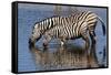 Etosha National Park, Namibia, Africa. Two Burchell's Zebra drinking.-Karen Ann Sullivan-Framed Stretched Canvas