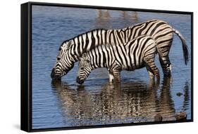 Etosha National Park, Namibia, Africa. Two Burchell's Zebra drinking.-Karen Ann Sullivan-Framed Stretched Canvas