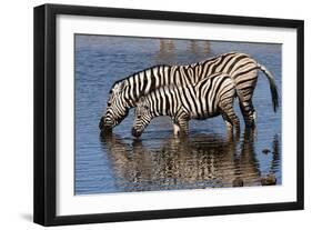 Etosha National Park, Namibia, Africa. Two Burchell's Zebra drinking.-Karen Ann Sullivan-Framed Photographic Print