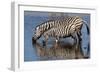 Etosha National Park, Namibia, Africa. Two Burchell's Zebra drinking.-Karen Ann Sullivan-Framed Photographic Print