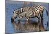 Etosha National Park, Namibia, Africa. Two Burchell's Zebra drinking.-Karen Ann Sullivan-Mounted Photographic Print