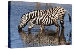 Etosha National Park, Namibia, Africa. Two Burchell's Zebra drinking.-Karen Ann Sullivan-Stretched Canvas