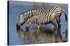 Etosha National Park, Namibia, Africa. Two Burchell's Zebra drinking.-Karen Ann Sullivan-Stretched Canvas