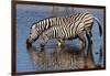 Etosha National Park, Namibia, Africa. Two Burchell's Zebra drinking.-Karen Ann Sullivan-Framed Photographic Print