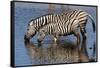 Etosha National Park, Namibia, Africa. Two Burchell's Zebra drinking.-Karen Ann Sullivan-Framed Stretched Canvas