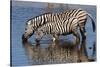 Etosha National Park, Namibia, Africa. Two Burchell's Zebra drinking.-Karen Ann Sullivan-Stretched Canvas