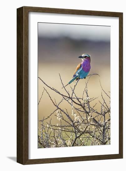 Etosha National Park, Namibia. Lilac-Breasted Roller-Janet Muir-Framed Photographic Print