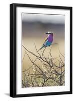 Etosha National Park, Namibia. Lilac-Breasted Roller-Janet Muir-Framed Photographic Print