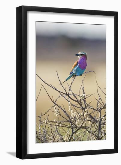 Etosha National Park, Namibia. Lilac-Breasted Roller-Janet Muir-Framed Photographic Print