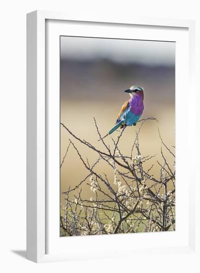 Etosha National Park, Namibia. Lilac-Breasted Roller-Janet Muir-Framed Photographic Print